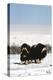 Musk Ox Bull Wildlife, Arctic National Wildlife Refuge, Alaska, USA-Hugh Rose-Premier Image Canvas