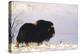 Musk Ox Bull Wildlife, Arctic National Wildlife Refuge, Alaska, USA-Hugh Rose-Premier Image Canvas