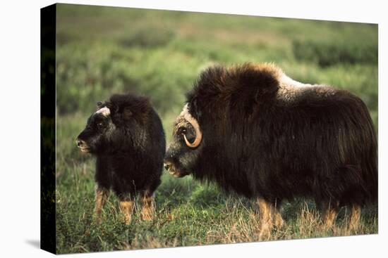 Musk Ox Bull Wildlife, Arctic National Wildlife Refuge, Alaska, USA-Hugh Rose-Premier Image Canvas