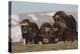 Musk Ox herd resting-Ken Archer-Premier Image Canvas