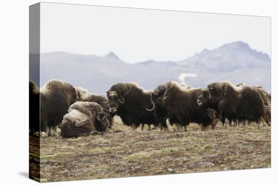 Musk Ox Herd-Ken Archer-Premier Image Canvas