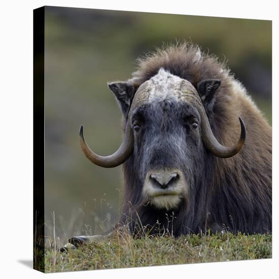 Musk Ox (Ovibos Moschatus) Portrait Whilst Resting, Nome, Alaska, USA, September-Loic Poidevin-Premier Image Canvas