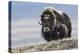 Musk Ox with Calf-Ken Archer-Premier Image Canvas