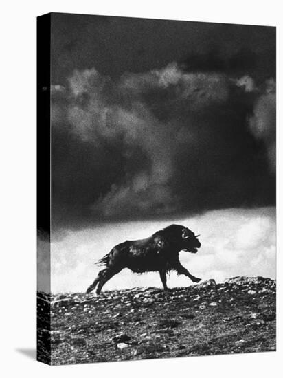 Musk Oxen Hunt in Arctic Tundra, Lone Musk Ox Running Widely from Hunters-Fritz Goro-Premier Image Canvas