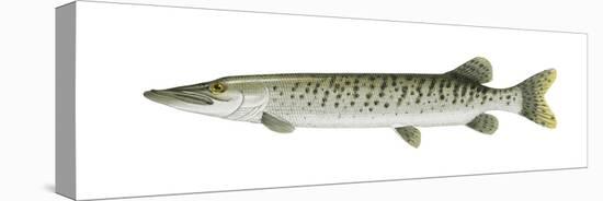 Muskellunge (Esox Masquinongy), Fishes-Encyclopaedia Britannica-Stretched Canvas