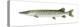 Muskellunge (Esox Masquinongy), Fishes-Encyclopaedia Britannica-Stretched Canvas