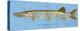 Muskellunge-John Golden-Stretched Canvas