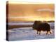 Muskox Bull Silhouetted at Sunset, North Slope of the Brooks Range, Alaska, USA-Steve Kazlowski-Premier Image Canvas