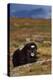 Muskox in tundra, Dovrefjell National Park, Norway-Staffan Widstrand-Premier Image Canvas