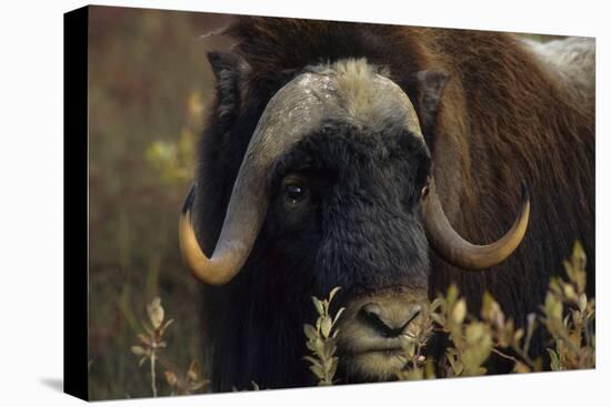 Muskox (Ovibos Moschatus) Feeding on Willows. North Slope, Alaska. September-Gerrit Vyn-Premier Image Canvas