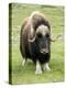 Muskox-Bob Gibbons-Premier Image Canvas