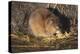 Muskrat Eating Grass-DLILLC-Premier Image Canvas