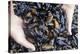 Mussel Farming-Louise Murray-Premier Image Canvas