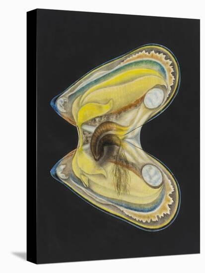Mussel-Philip Henry Gosse-Premier Image Canvas