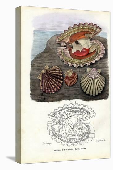 Mussels, 1863-79-Raimundo Petraroja-Premier Image Canvas