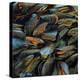 Mussels, 2014-Aris Kalaizis-Premier Image Canvas