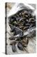 Mussels in Newspaper-Winfried Heinze-Premier Image Canvas