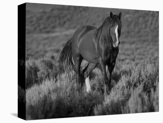 Mustang / Wild Horse, Chestnut Stallion Walking, Wyoming, USA Adobe Town Hma-Carol Walker-Premier Image Canvas