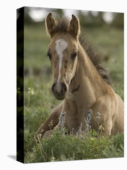 Mustang / Wild Horse Colt Foal Resting Portrait, Montana, USA Pryor Mountains Hma-Carol Walker-Premier Image Canvas