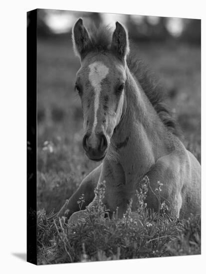 Mustang / Wild Horse Colt Foal Resting Portrait, Montana, USA Pryor Mountains Hma-Carol Walker-Premier Image Canvas
