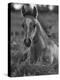 Mustang / Wild Horse Colt Foal Resting Portrait, Montana, USA Pryor Mountains Hma-Carol Walker-Premier Image Canvas