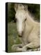 Mustang / Wild Horse Filly Portrait, Montana, USA Pryor Mountains Hma-Carol Walker-Premier Image Canvas