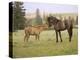 Mustang / Wild Horse Filly Touching Nose of Mare from Another Band, Montana, USA-Carol Walker-Premier Image Canvas