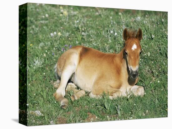 Mustang / Wild Horse Foal, Pryor Mountains, Montana, USA-Lynn M. Stone-Premier Image Canvas