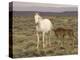Mustang / Wild Horse, Grey Mare with Colt Foal Stretching, Wyoming, USA Adobe Town Hma-Carol Walker-Premier Image Canvas