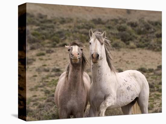 Mustang / Wild Horse, Grey Stallion and Filly, Wyoming, USA Adobe Town Hma-Carol Walker-Premier Image Canvas