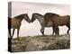 Mustang / Wild Horse Red Dun Stallion Sniffing Mare's Noses, Montana, USA Pryor-Carol Walker-Premier Image Canvas