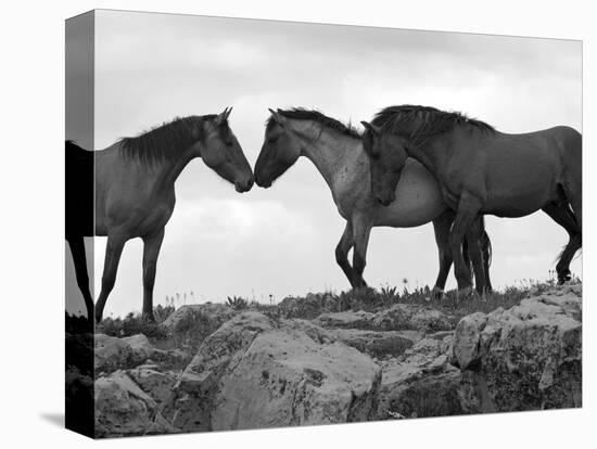 Mustang / Wild Horse Red Dun Stallion Sniffing Mare's Noses, Montana, USA Pryor-Carol Walker-Premier Image Canvas