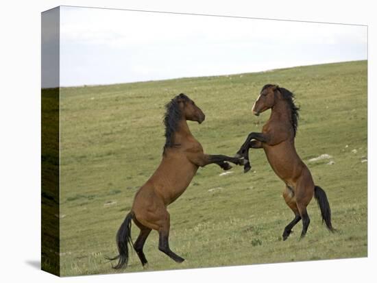 Mustang / Wild Horse, Two Stallions Fighting, Montana, USA Pryor Mountains Hma-Carol Walker-Premier Image Canvas