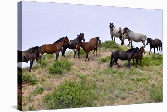 Mustangs of the Badlands-1399-Gordon Semmens-Stretched Canvas