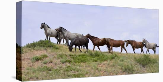 Mustangs of the Badlands-1405-Gordon Semmens-Stretched Canvas