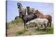 Mustangs of the Badlands-1440-Gordon Semmens-Stretched Canvas