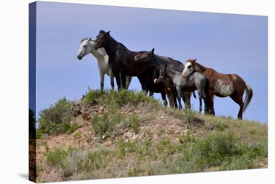 Mustangs of the Badlands-1458-Gordon Semmens-Stretched Canvas