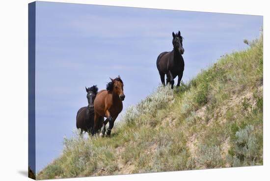 Mustangs of the Badlands-1469-Gordon Semmens-Stretched Canvas