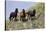 Mustangs of the Badlands-1471-Gordon Semmens-Stretched Canvas