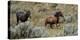 Mustangs of the Badlands-1475-Gordon Semmens-Stretched Canvas
