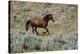 Mustangs of the Badlands-1476-Gordon Semmens-Stretched Canvas