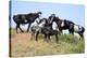 Mustangs of the Badlands-1524-Gordon Semmens-Stretched Canvas