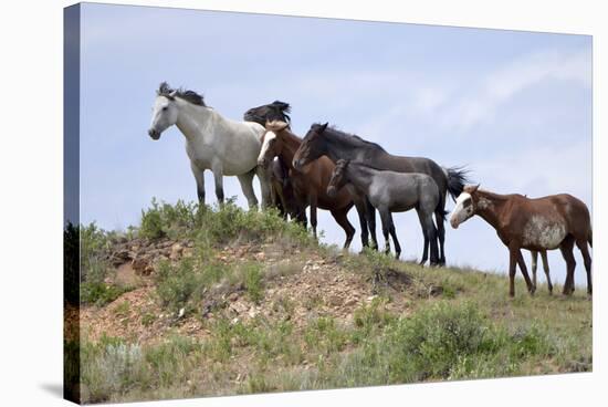 Mustangs of the Badlands-1534-Gordon Semmens-Stretched Canvas