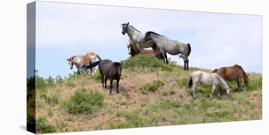 Mustangs of the Badlands-1543-Gordon Semmens-Stretched Canvas