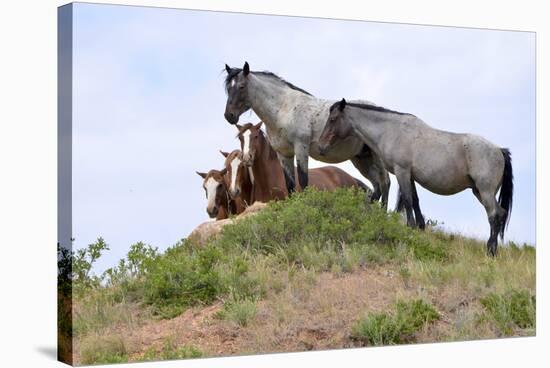 Mustangs of the Badlands-1551-Gordon Semmens-Stretched Canvas