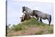 Mustangs of the Badlands-1551-Gordon Semmens-Stretched Canvas