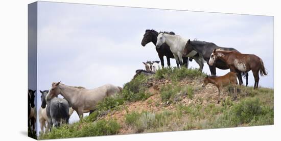 Mustangs of the Badlands-1561-Gordon Semmens-Stretched Canvas