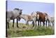 Mustangs of the Badlands-1582-Gordon Semmens-Stretched Canvas