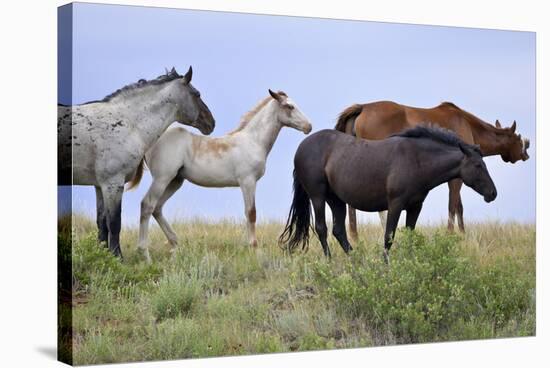 Mustangs of the Badlands-1597-Gordon Semmens-Stretched Canvas