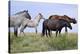 Mustangs of the Badlands-1597-Gordon Semmens-Stretched Canvas